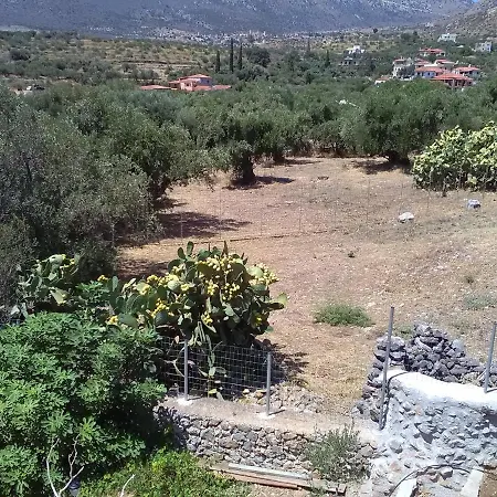 Mani Kotronas